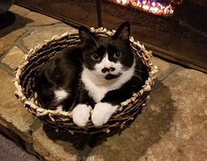 Peech the cat
