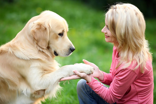 Golden Retriever